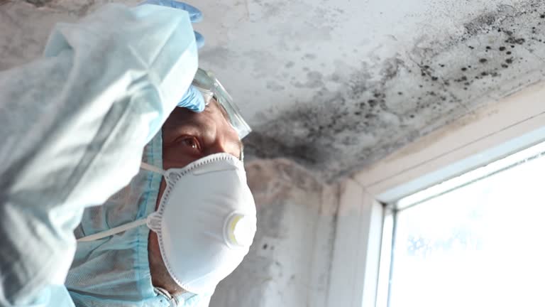 Mold Odor Removal Services in Estill, SC